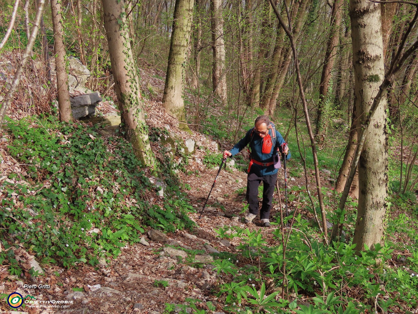 15 In salita nel bosco di carpini neri.JPG
